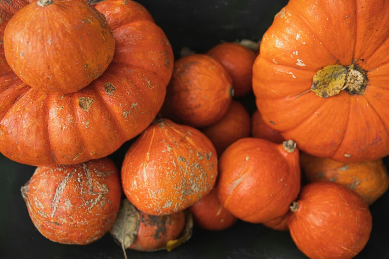 a pile of pumpkins sitting on top of a table, thumbnail, uncrop, information, digital image