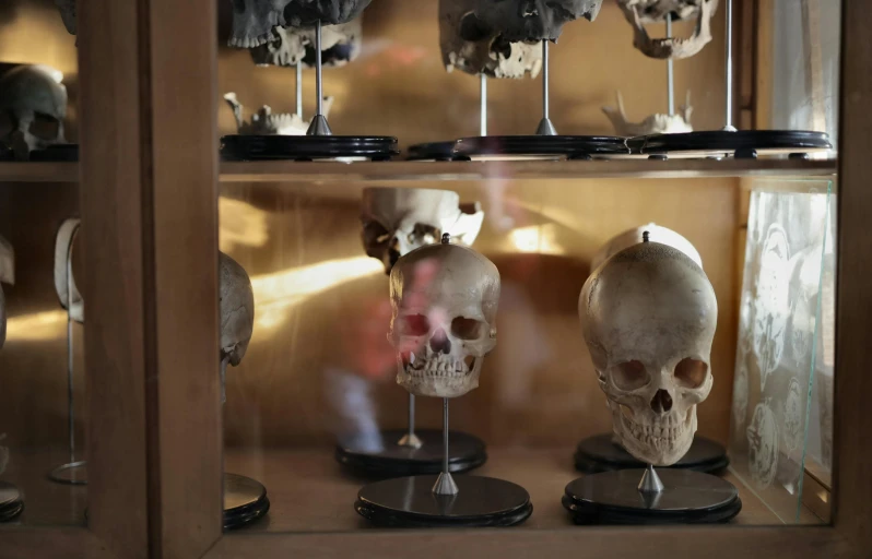 a display case filled with different types of skulls, unsplash, gunther von hagens, intense sunlight, models, hamlet