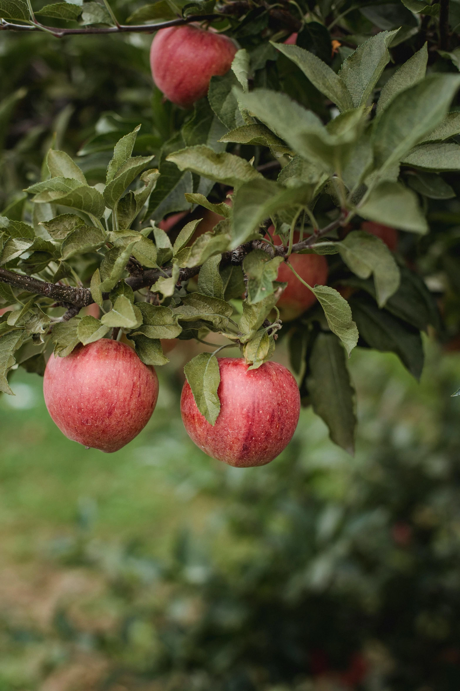 a bunch of red apples hanging from a tree, by Jessie Algie, unsplash, renaissance, 2 5 6 x 2 5 6 pixels, panoramic shot, usa, premium quality