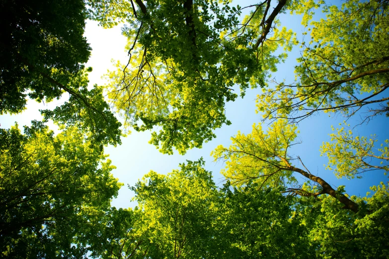 a group of trees in a forest looking up at the sky, an album cover, by Jan Rustem, unsplash, green backlight leaves, ((trees)), bright sunny summer day, sustainable materials