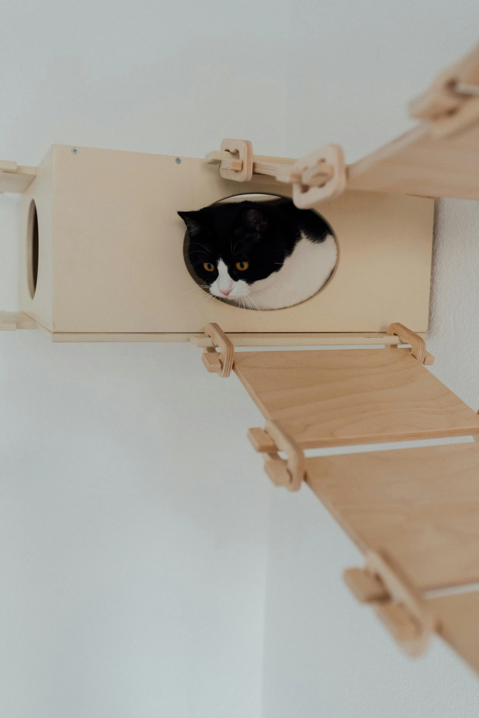 a black and white cat sitting on top of a wooden ladder, petspective room layout, looping, wall structure, zun