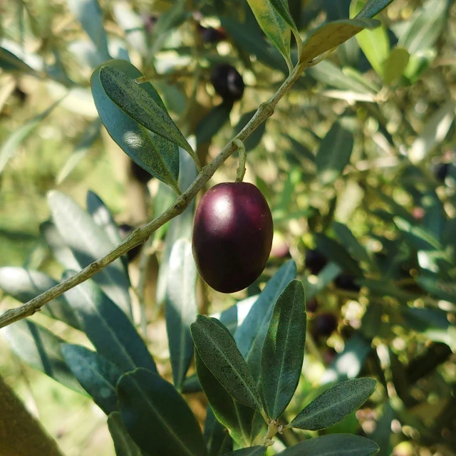 a close up of a branch of an olive tree, purple. smooth shank, olive green and venetian red, with fruit trees, an award winning