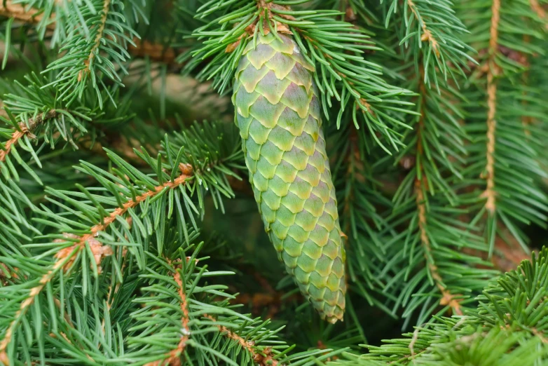 a close up of a pine cone on a tree, by Lorraine Fox, hop cone juice, green, 1024x1024, cryogenic pods