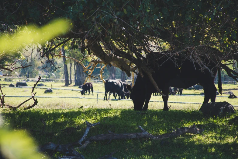 a herd of cattle grazing on a lush green field, unsplash, laying under a tree on a farm, “ iron bark, low quality photo, spooky photo