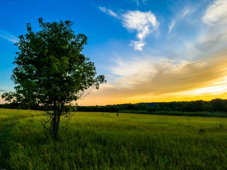 a lone tree in a grassy field at sunset, inspired by George Inness, pexels contest winner, ultrawide landscape, instagram photo, william penn state forest, today\'s featured photograph 4k