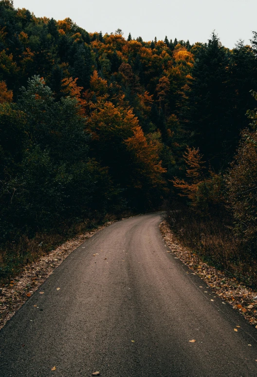 an empty road in the middle of a forest, by Adam Szentpétery, dark grey and orange colours, 2 5 6 x 2 5 6 pixels, unsplash 4k, colorful scene