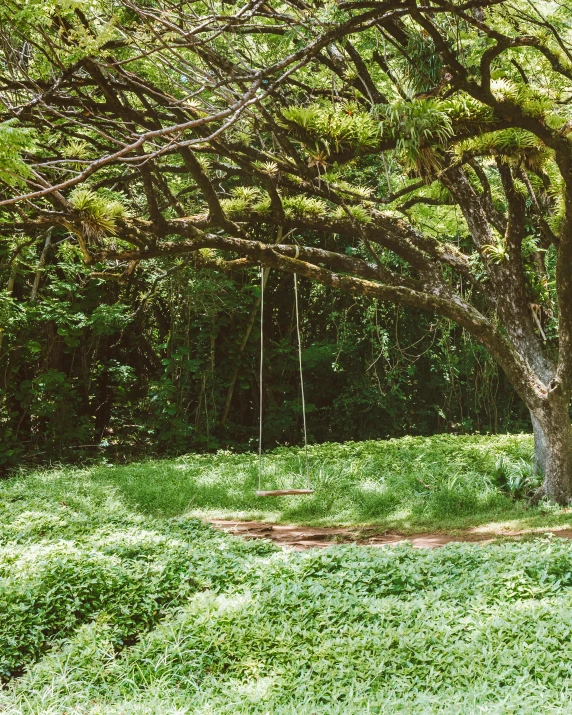 a swing hanging from a tree in a grassy area, lush verdant plants, kauai, instagram post, no cropping