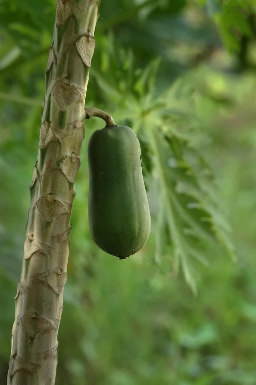 a close up of a fruit on a tree, vertical vegetable gardens, square, ivory, cucumber