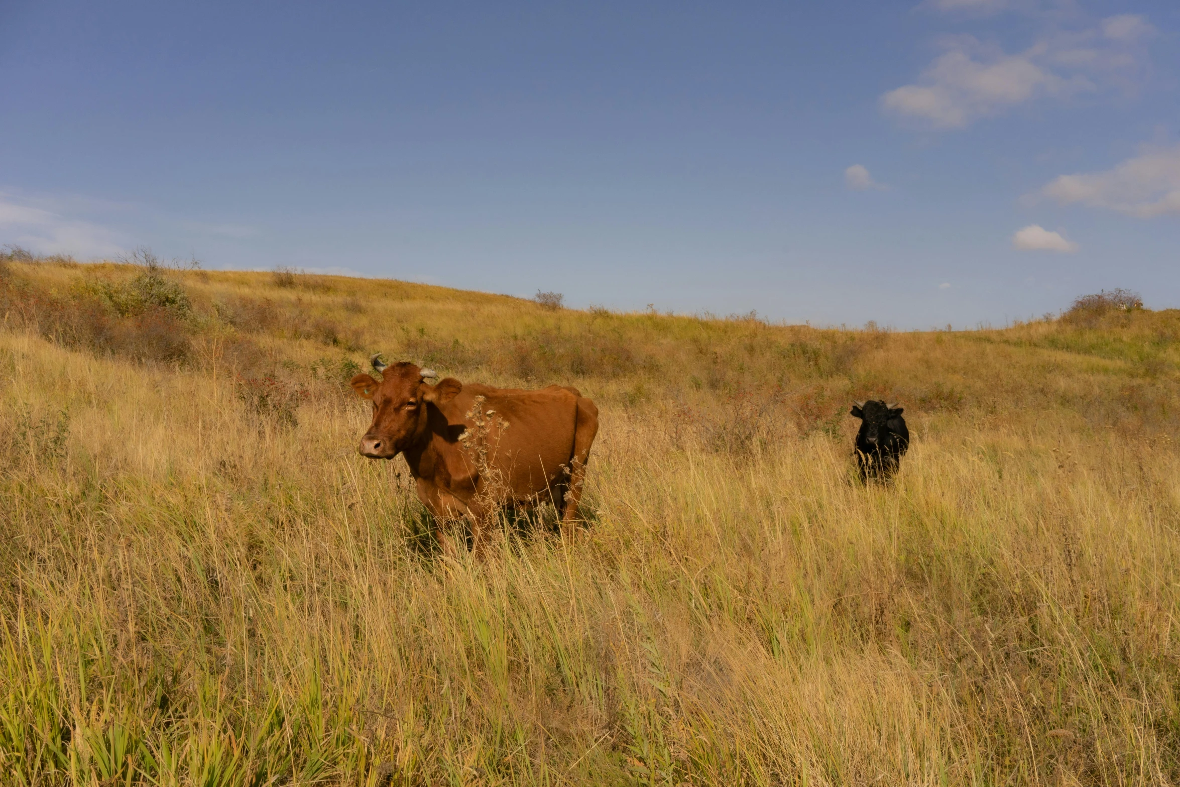 a couple of cows that are standing in the grass, unsplash, red grass, slide show, big island, high quality image”