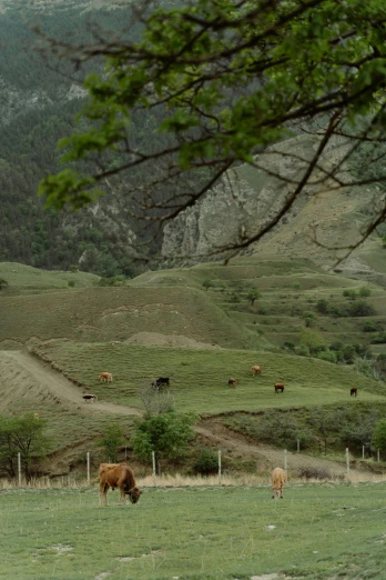 a herd of cattle grazing on a lush green hillside, by Muggur, renaissance, 8 k film still, photograph, brown, grey
