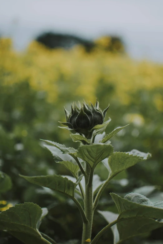 a sunflower in a field of yellow flowers, a picture, by Attila Meszlenyi, unsplash, renaissance, artichoke, black, muted green, low quality photo