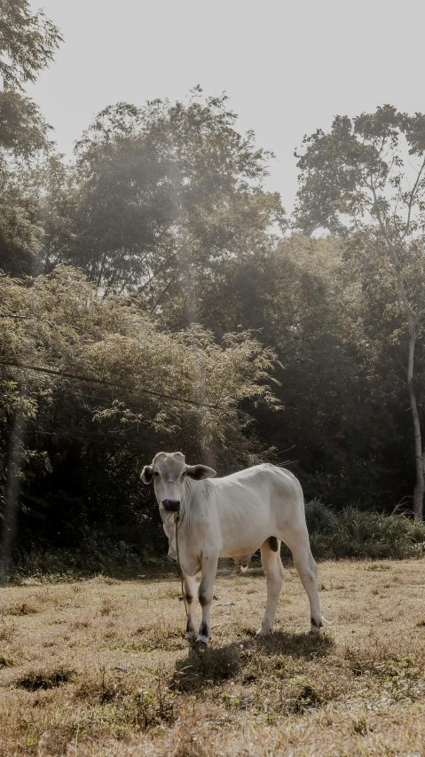 a white cow standing on top of a grass covered field, unsplash, sumatraism, low quality photo, well shaded, in forest, nostalgic 8k