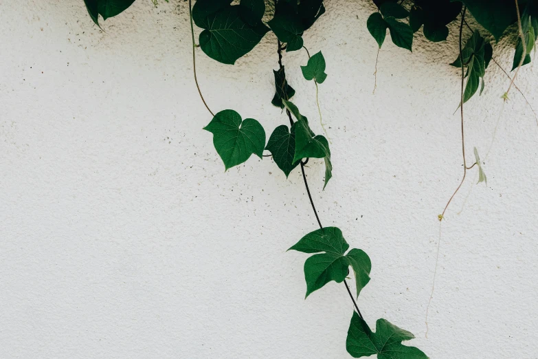 a close up of a plant on a wall, unsplash, vine, white background, they might be crawling, background image