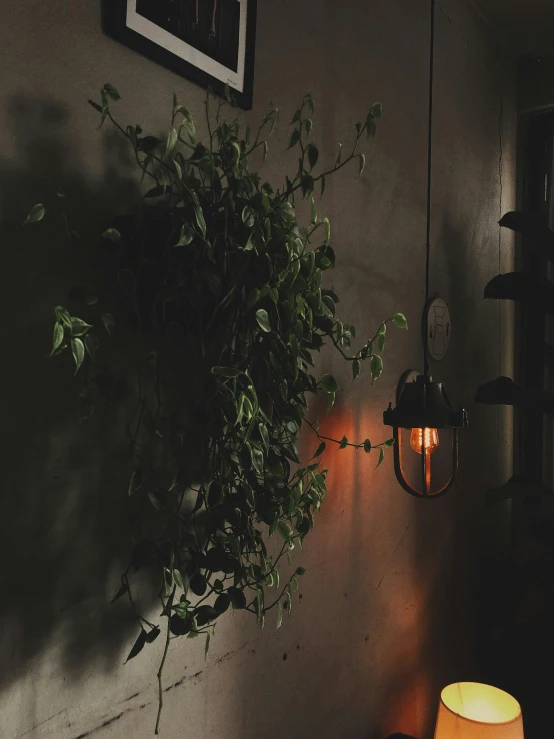 a lamp sitting on top of a table next to a plant, inspired by Elsa Bleda, unsplash contest winner, dimly-lit cozy tavern, vines on the walls, industrial aesthetic, instagram picture