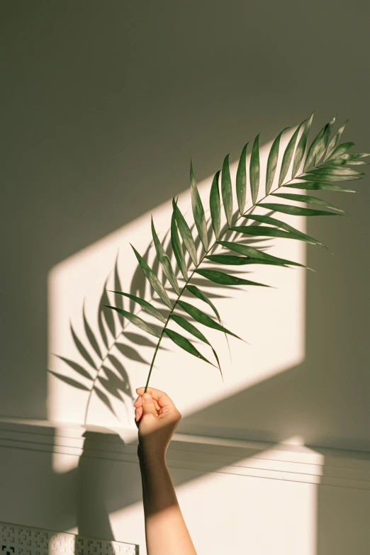 a person holding a plant in their hand, inspired by Elsa Bleda, trending on pexels, photorealism, long shadow, light beam, palm body, profile image