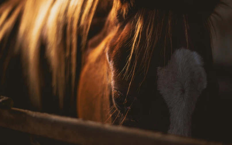 a brown horse standing next to a wooden fence, a portrait, trending on unsplash, back - lit, cinematic closeup, instagram post, mane