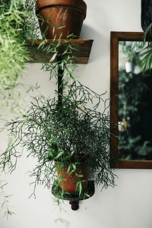 a potted plant sitting on top of a wooden shelf next to a mirror, trending on pexels, arts and crafts movement, overhanging branches, full frame image, spanish moss, green and black color scheme