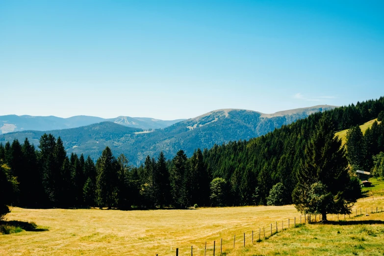 a grassy field with trees and mountains in the background, by Julia Pishtar, pexels contest winner, black forest, pine trees in the background, avatar image, hot summer day