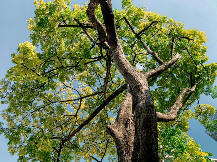 a tall tree with green leaves against a blue sky, by Jan Rustem, unsplash, visual art, contorted limbs, yellow and green, the ayahuasca spirit, maple tree