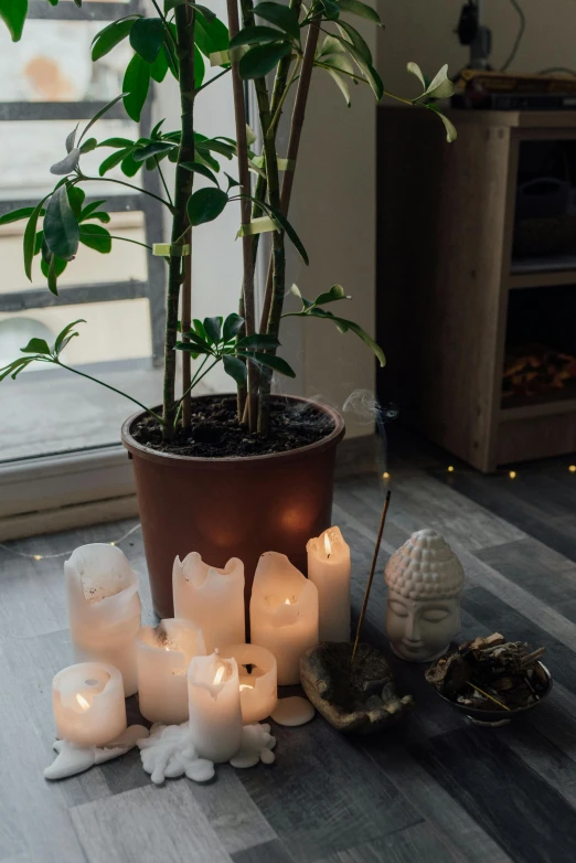 a group of candles sitting next to a potted plant, light and space, healing pods, lightening, medium - shot, houseplant