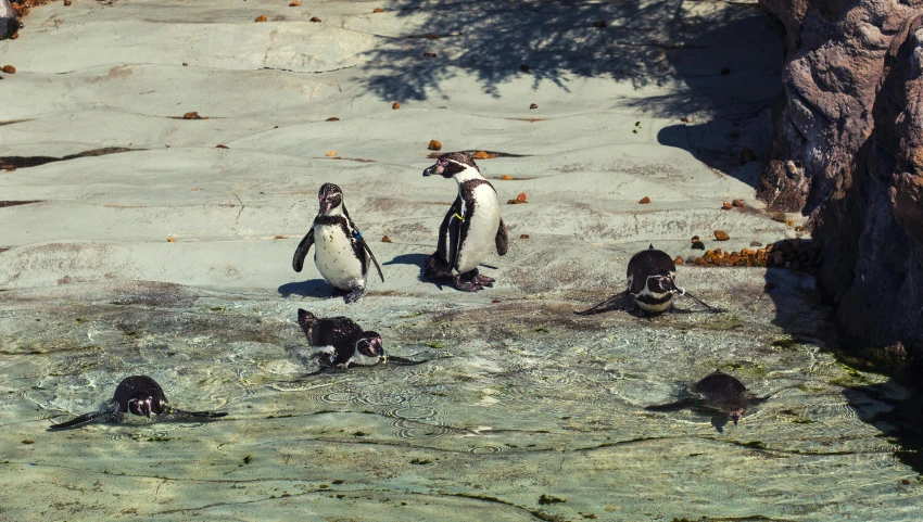 a group of penguins standing on top of a rock, birds eye photograph, low quality photo, fan favorite, zoo