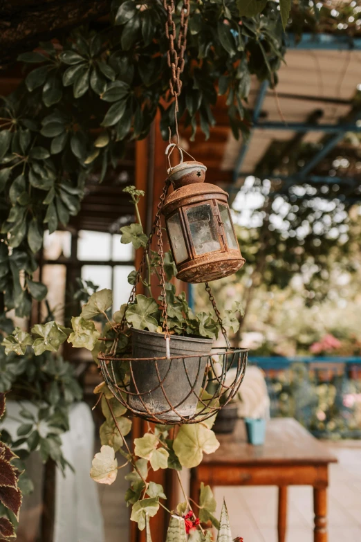 a hanging planter filled with lots of plants, by Alexander Fedosav, pexels, art nouveau, lantern light besides, rustic setting, anna nikonova, 👰 🏇 ❌ 🍃