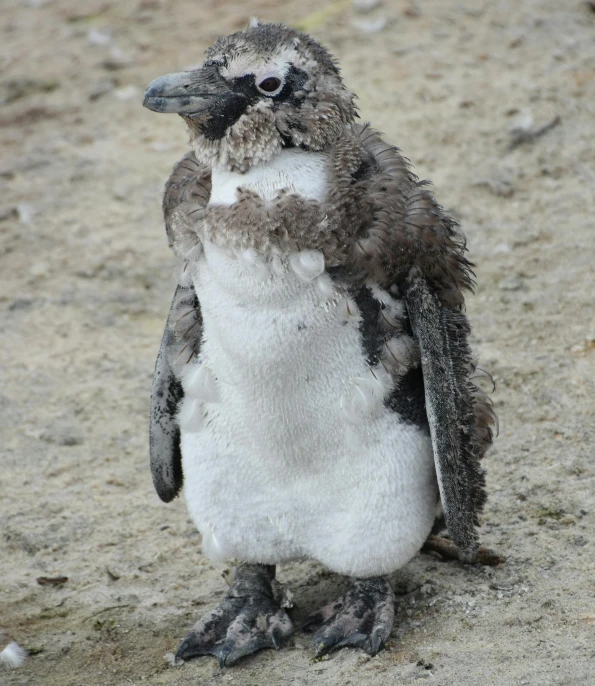 a close up of a small bird on a dirt ground, anthropomorphic penguin, covered in matted fur, bubbling ooze covered serious, slightly muscular