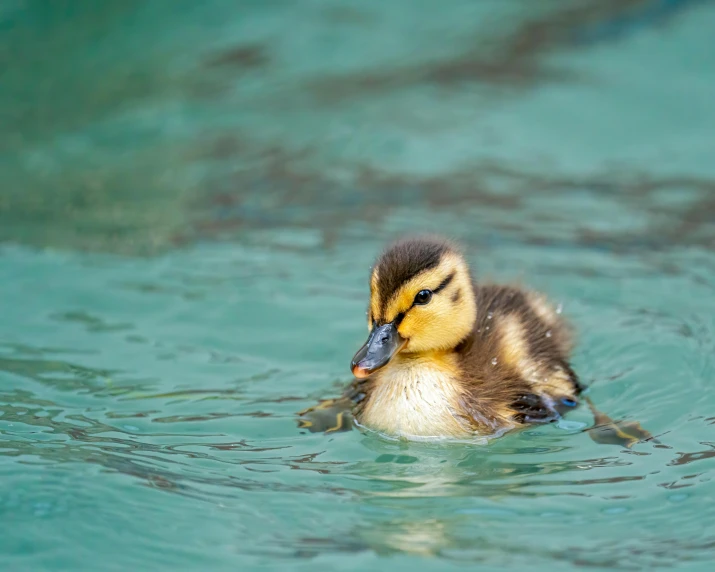 a duck that is swimming in some water, who is born from the sea, manuka, jen atkin, featured