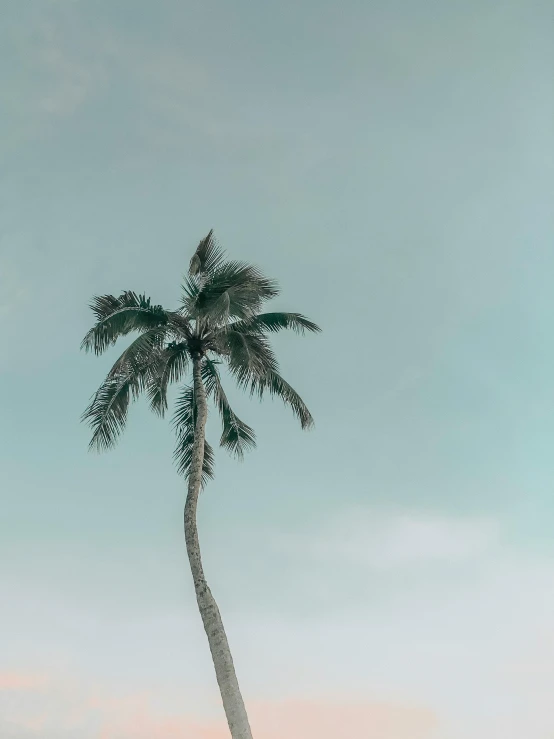 a palm tree sitting on top of a sandy beach, trending on unsplash, postminimalism, low quality photo, portrait of tall, conde nast traveler photo, seafoam green