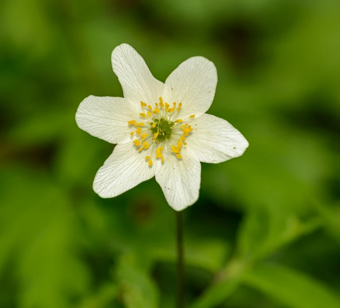 a white flower sitting on top of a lush green field, by David Simpson, anemones, high quality photo, gold flaked flowers, hestiasula head