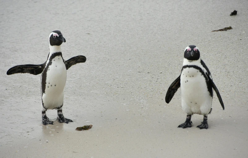 a couple of penguins standing on top of a sandy beach, pexels contest winner, shrugging, south african coast, 🦩🪐🐞👩🏻🦳, leaking