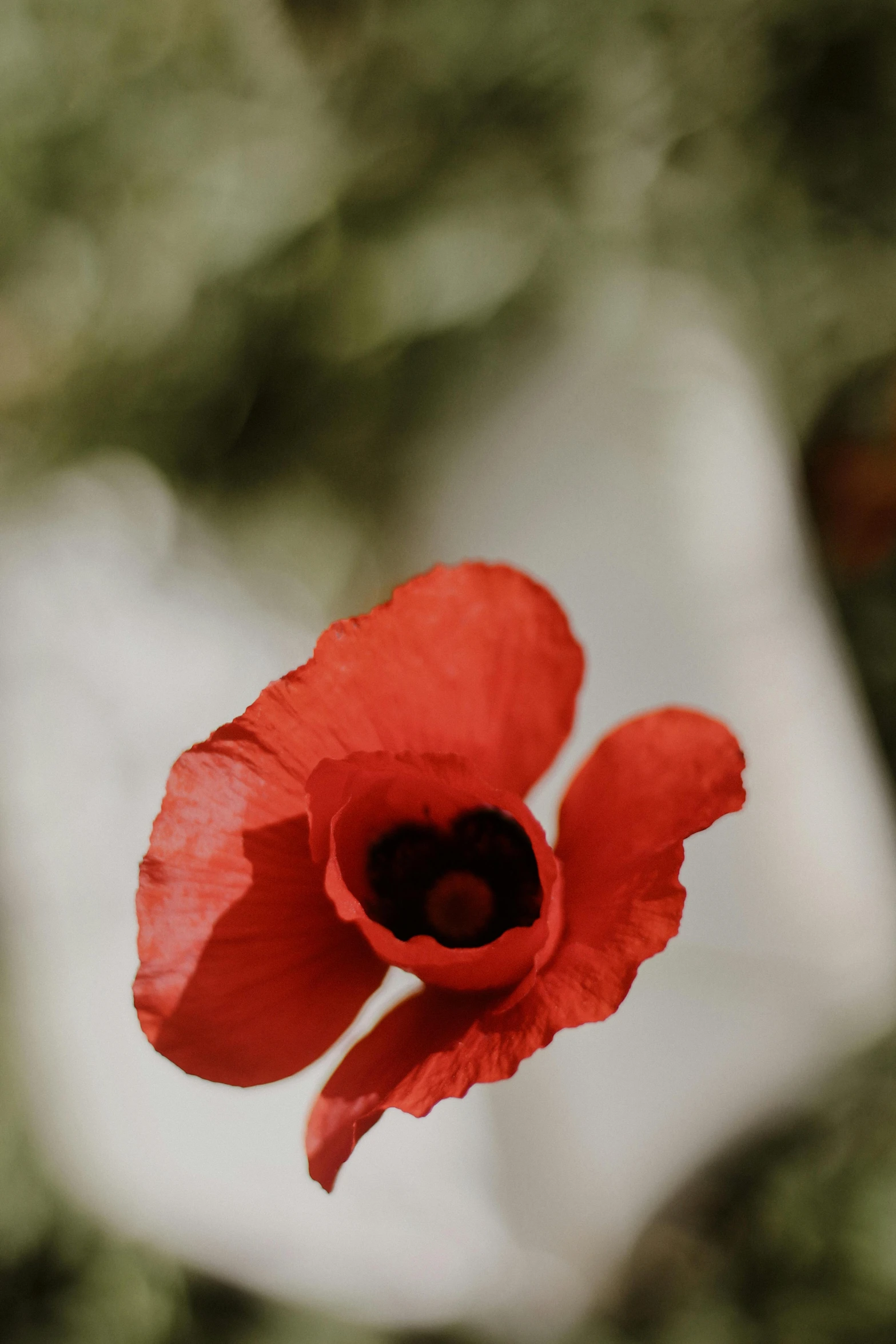 a close up of a red poppy flower, a portrait, unsplash, porcelain skin ”, olive, large tall, no cropping