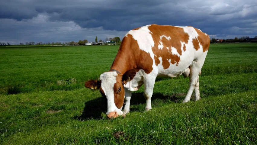 a brown and white cow eating grass in a field, profile image, fan favorite, tjalf sparnaay 8 k, partly cloudy day