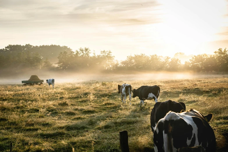 a herd of cows standing on top of a grass covered field, at dawn, victoria siemer, milk, multiple stories