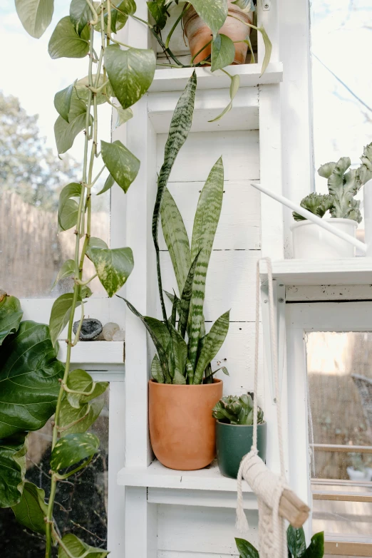 a shelf filled with potted plants next to a window, by Kristin Nelson, lush greens, terracotta, tall thin, studio shot