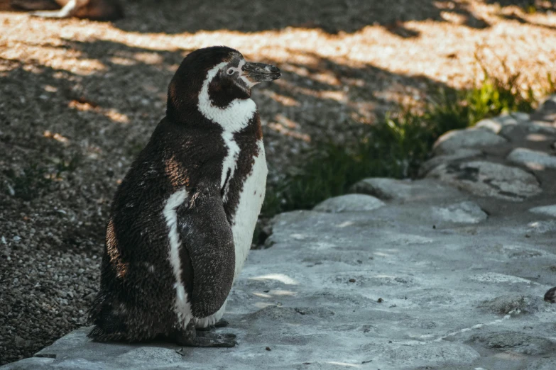 a penguin that is standing on a rock, sitting on the ground, in the sun, in the zoo exhibit, 2019 trending photo