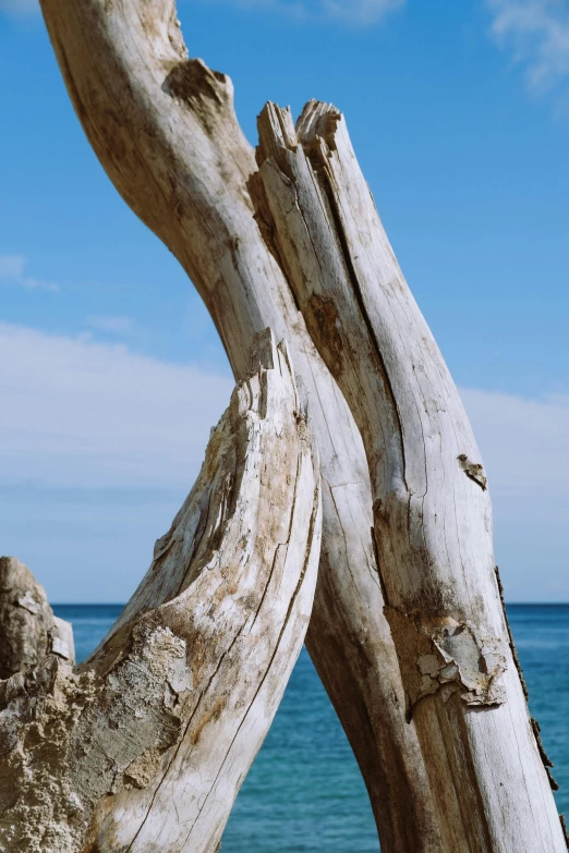 a tree trunk sitting on top of a beach next to the ocean, an abstract sculpture, unsplash, land art, high arches, manly, zoomed in, ignant