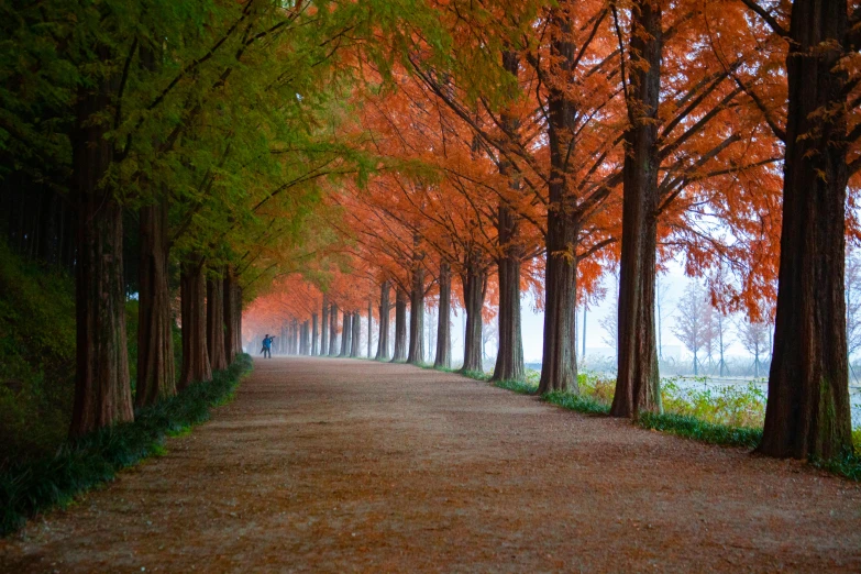 a path lined with lots of trees next to a body of water, by Eglon van der Neer, pexels contest winner, renaissance, south korea, red trees, eucalyptus, award - winning photo. ”