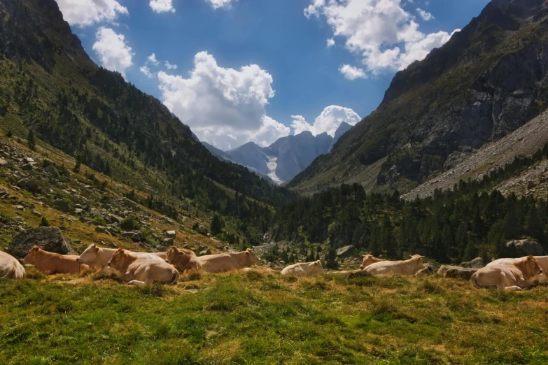 a herd of cattle laying on top of a lush green hillside, by Matthias Weischer, pexels contest winner, les nabis, lago di sorapis, 2 5 6 x 2 5 6 pixels, al fresco, 4k)