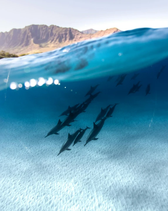 a group of dolphins swimming in the ocean, an album cover, by national geographic, unsplash contest winner, hawaii beach, liquid cooled, tourist photo, school of fishes