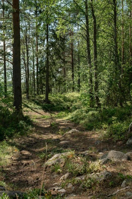 a dirt path in the middle of a forest, by Daarken, hestiasula head, built into trees and stone, ((forest))