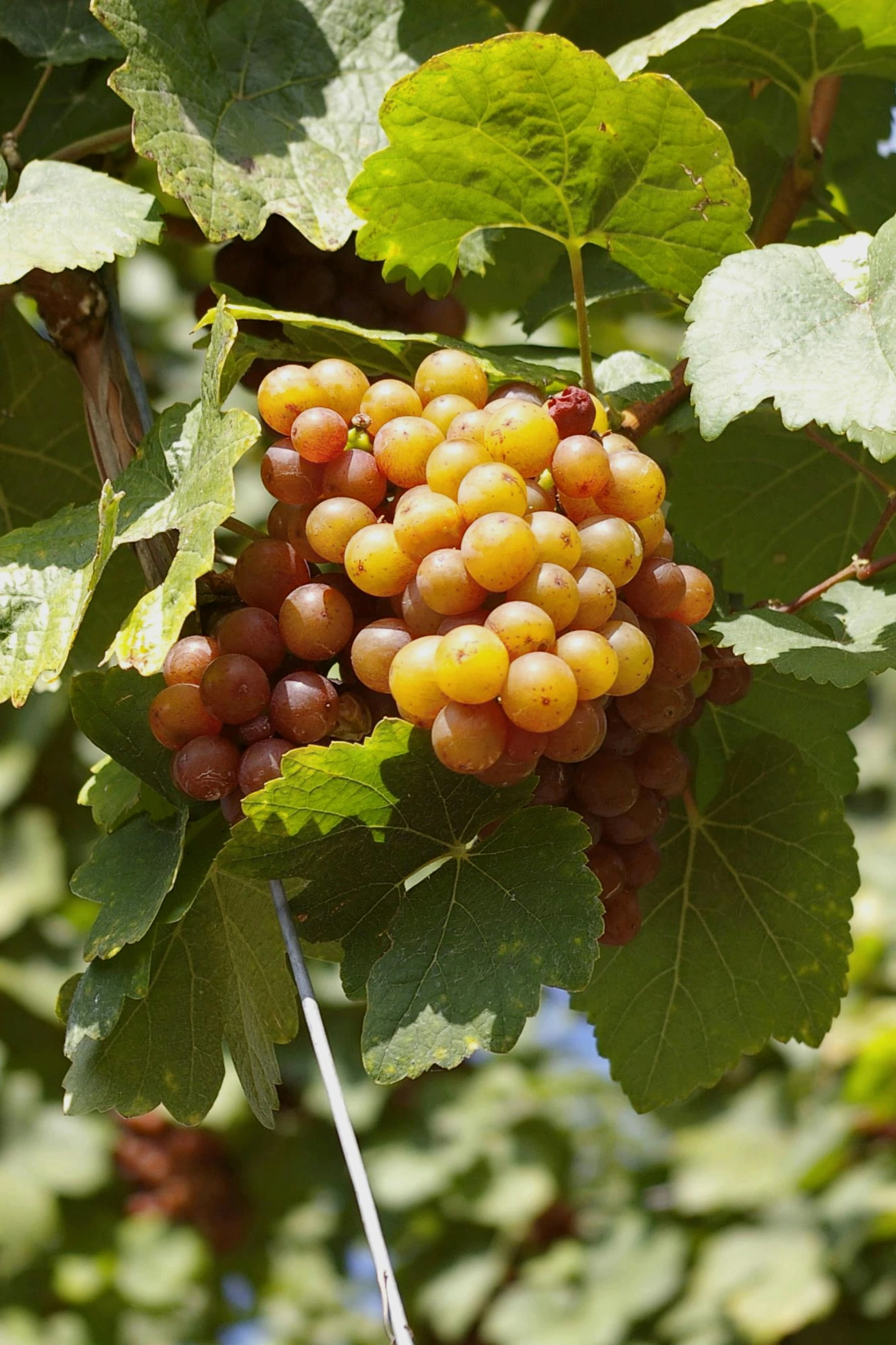 a bunch of grapes hanging from a tree, caramel, pur champagne damery, medium - shot, ready to eat