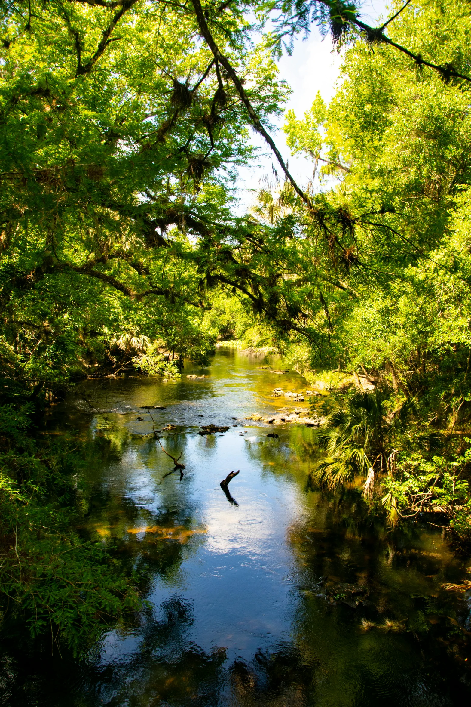 a river running through a lush green forest, florida, fan favorite, sunny afternoon, 2019 trending photo