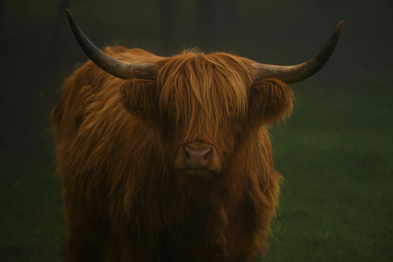 a brown cow standing on top of a lush green field, pexels contest winner, renaissance, detailed hair foggy, scottish style, paul barson, similar to hagrid