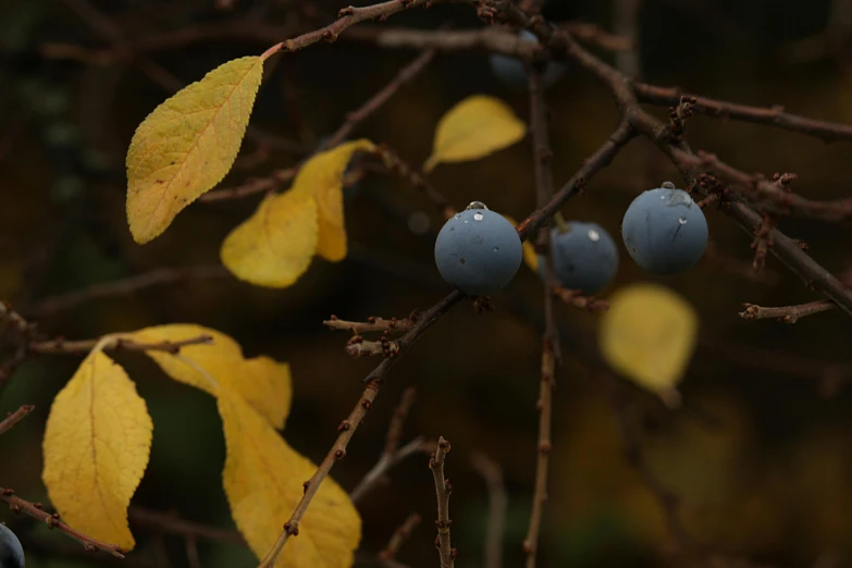 a close up of some blue berries on a tree, by Attila Meszlenyi, unsplash, purple and yellow, late autumn, 15081959 21121991 01012000 4k