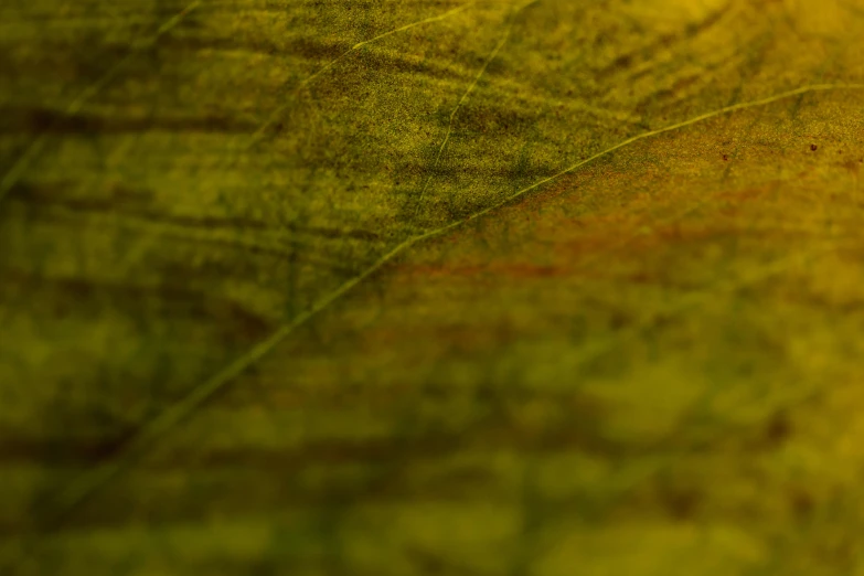 a close up of a leaf on a table, a macro photograph, pexels, tonalism, yellow and green, 8k fabric texture details, digital artwork, mustard