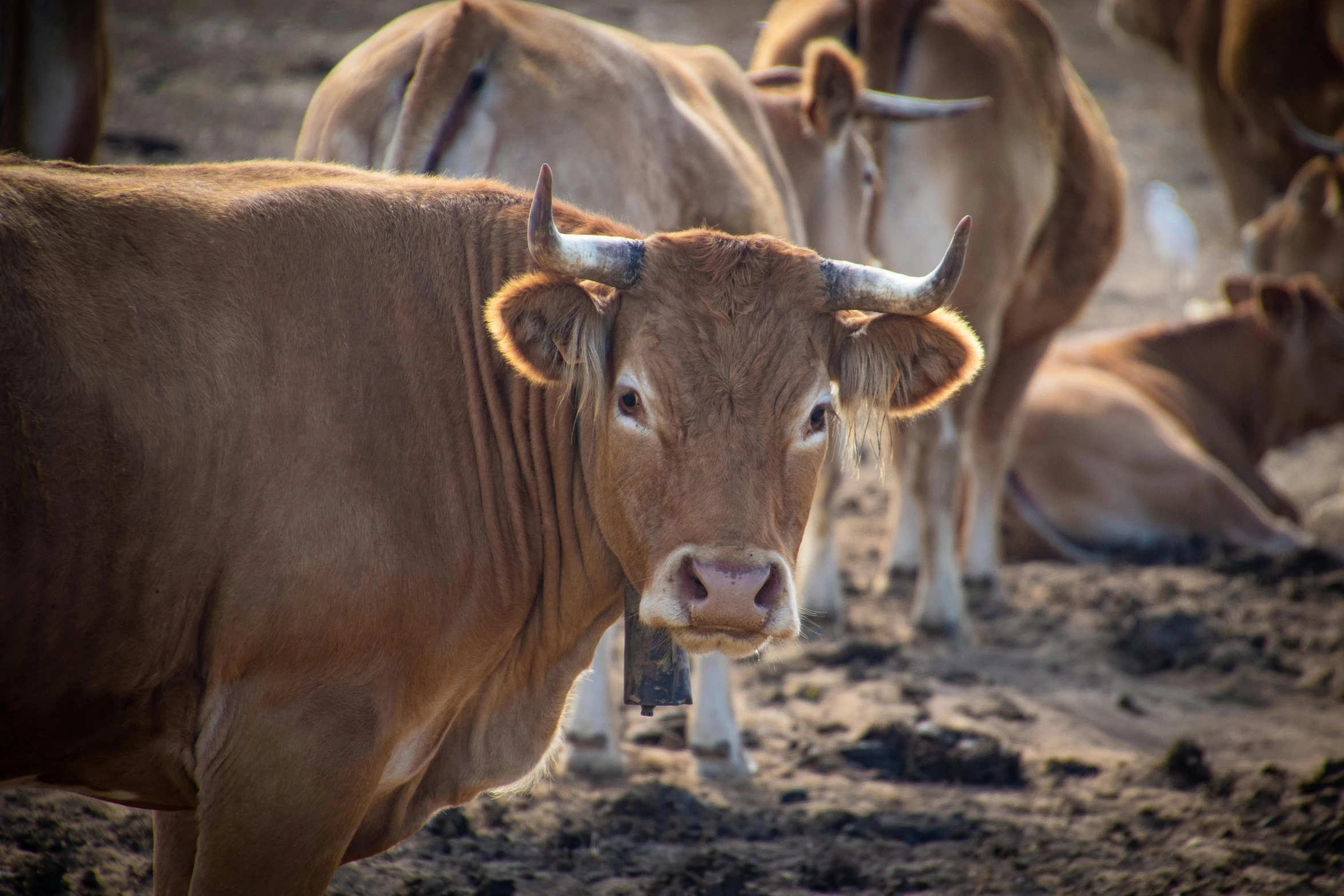 a herd of cows standing on top of a dirt field, pexels contest winner, renaissance, close up portrait photo, brown, australian, adult