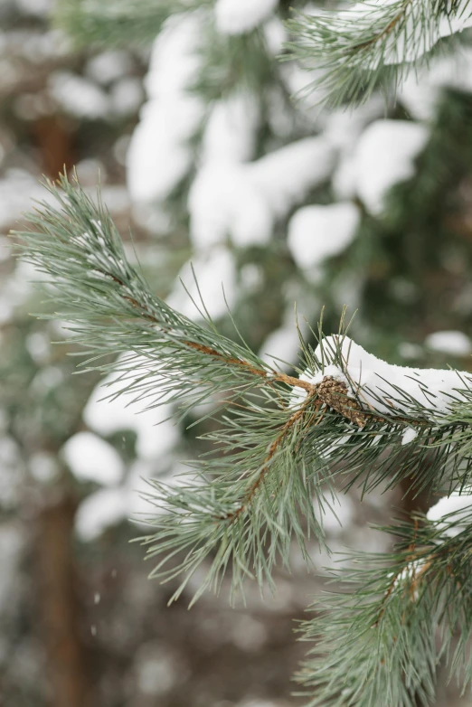 a close up of a pine tree with snow on it, muted green, yeg, high quality product image”, close up photo