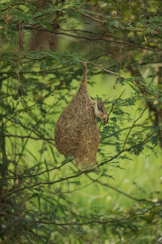 a bird nest hanging from a tree branch, bull netch floating around, photograph credit: ap, hive, at home