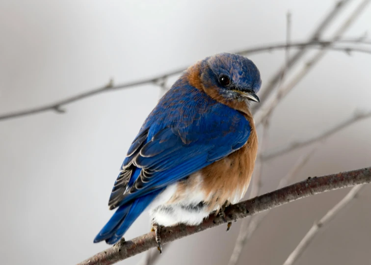 a blue bird sitting on top of a tree branch, a portrait, by Neil Blevins, trending on pexels, renaissance, brown, sapphire, seasonal, miranda meeks